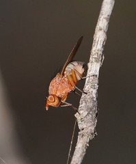 Meiosimyza appula
