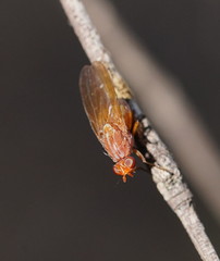 Meiosimyza appula