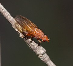 Meiosimyza appula