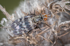 Otites centralis