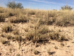 Scleropogon brevifolius