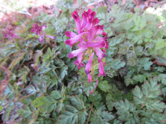 Corydalis incisa