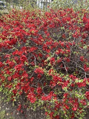Chaenomeles