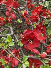 Chaenomeles