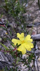 Hibbertia puberula