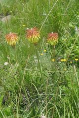 Kniphofia triangularis