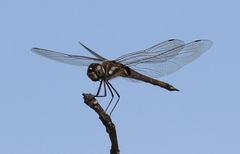 Tramea cophysa