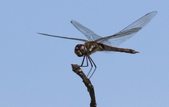 Tramea cophysa