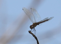 Tramea cophysa