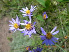 Aster amellus