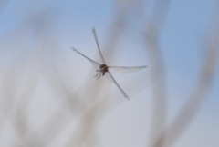 Tramea cophysa