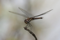 Tramea cophysa