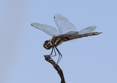 Tramea cophysa