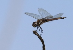 Tramea cophysa