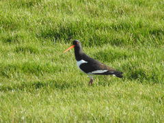 Haematopus ostralegus