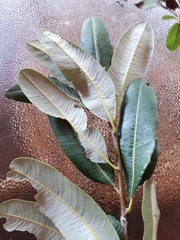 Ozoroa paniculosa