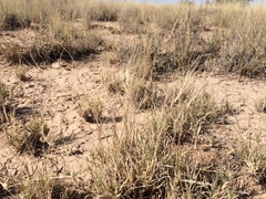 Scleropogon brevifolius