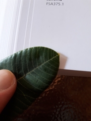 Ozoroa paniculosa
