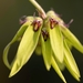 Bulbophyllum fimbriatum - Photo (c) tspkumar, algunos derechos reservados (CC BY-NC), uploaded by tspkumar