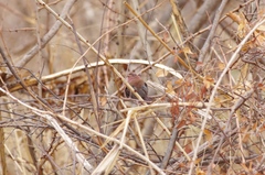 Lagonosticta rhodopareia