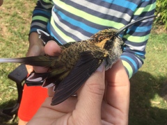 Phaethornis eurynome