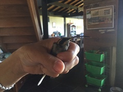 Phaethornis eurynome