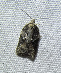 Acleris fuscana