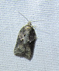 Acleris fuscana