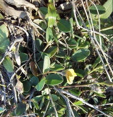 Crotalaria rotundifolia