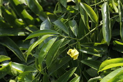 Artabotrys hexapetalus