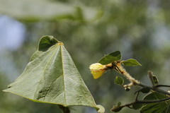 Hibiscus macrophyllus