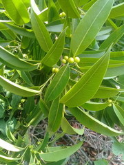 Ficus binnendykii