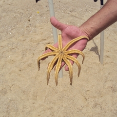Luidia senegalensis