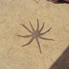 Luidia senegalensis