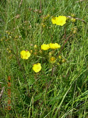 Potentilla pimpinelloides