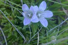 Craterocapsa