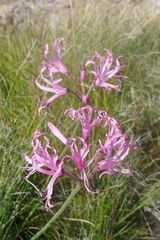 Nerine