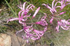 Nerine