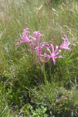 Nerine