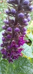 Teucrium hircanicum