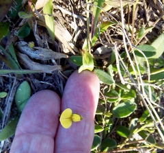 Crotalaria rotundifolia