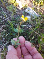 Crotalaria rotundifolia