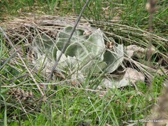 Verbascum rotundifolium