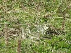 Verbascum rotundifolium