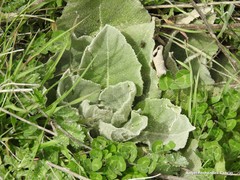 Verbascum rotundifolium