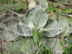 Verbascum rotundifolium