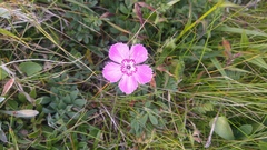 Dianthus alpinus