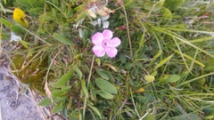 Dianthus alpinus