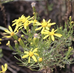 Senecio riddellii