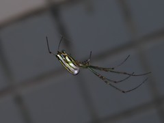 Leucauge blanda